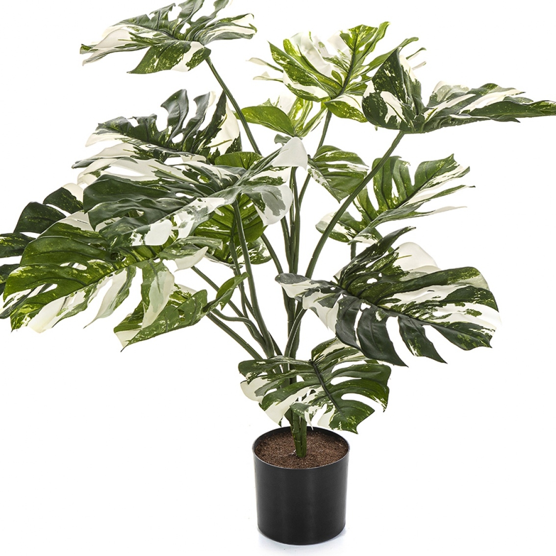 Variegated Split Philo w/pot 85 cm