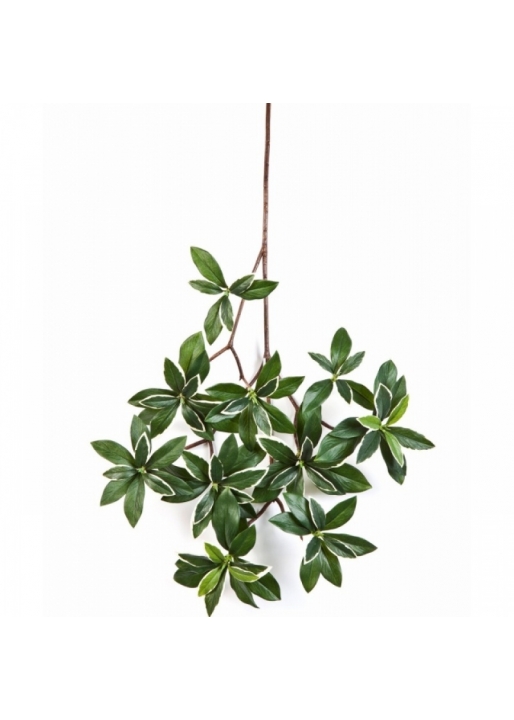 Variegated euonymus japonicus spray 55 cm