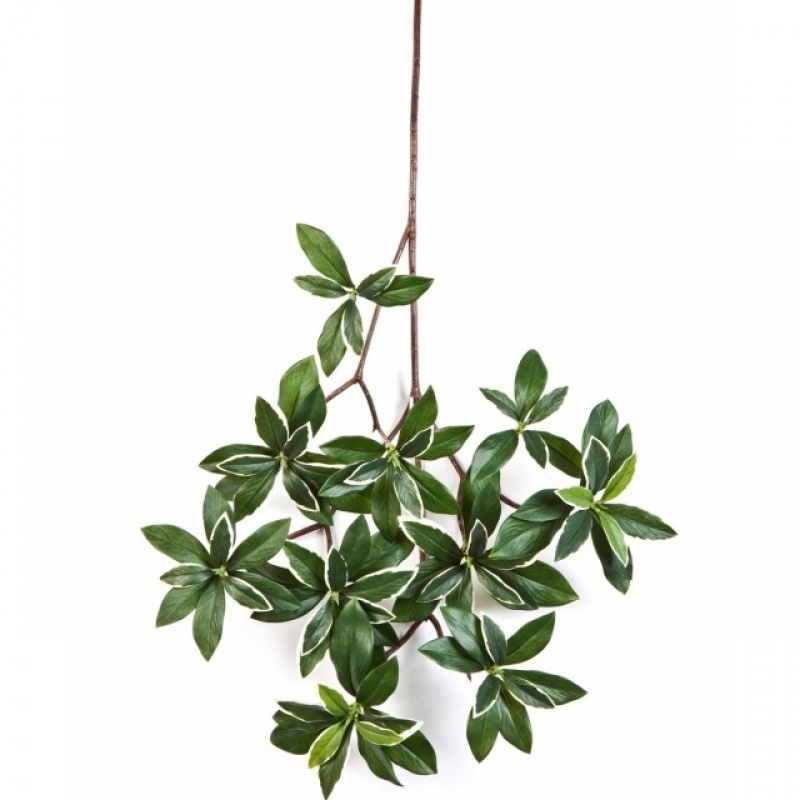 Variegated euonymus japonicus spray 55 cm