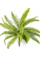 WILD BOSTON FERN 30 cm