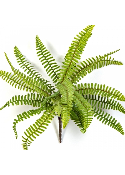 WILD BOSTON FERN 30 cm