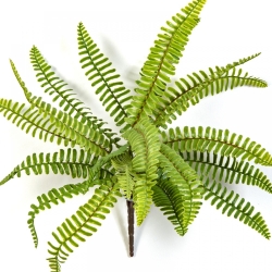 WILD BOSTON FERN 30 cm