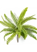 WILD BOSTON FERN 30 cm