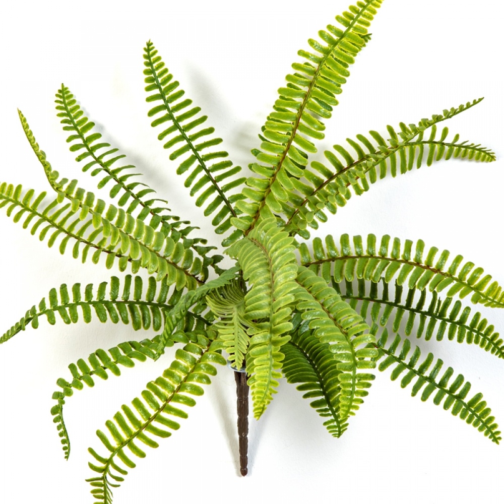 WILD BOSTON FERN 30 cm