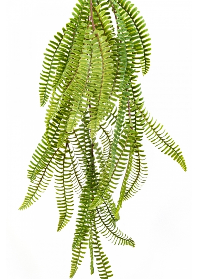 WILD BOSTON HANGING BUSH 60 cm