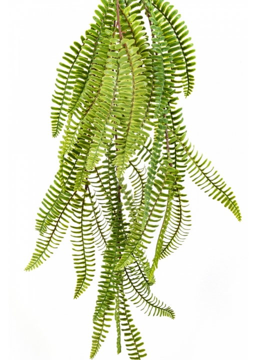 WILD BOSTON HANGING BUSH 60 cm