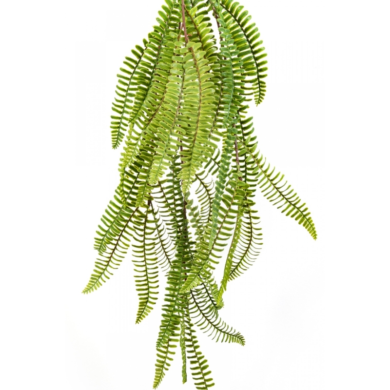 WILD BOSTON HANGING BUSH 60 cm