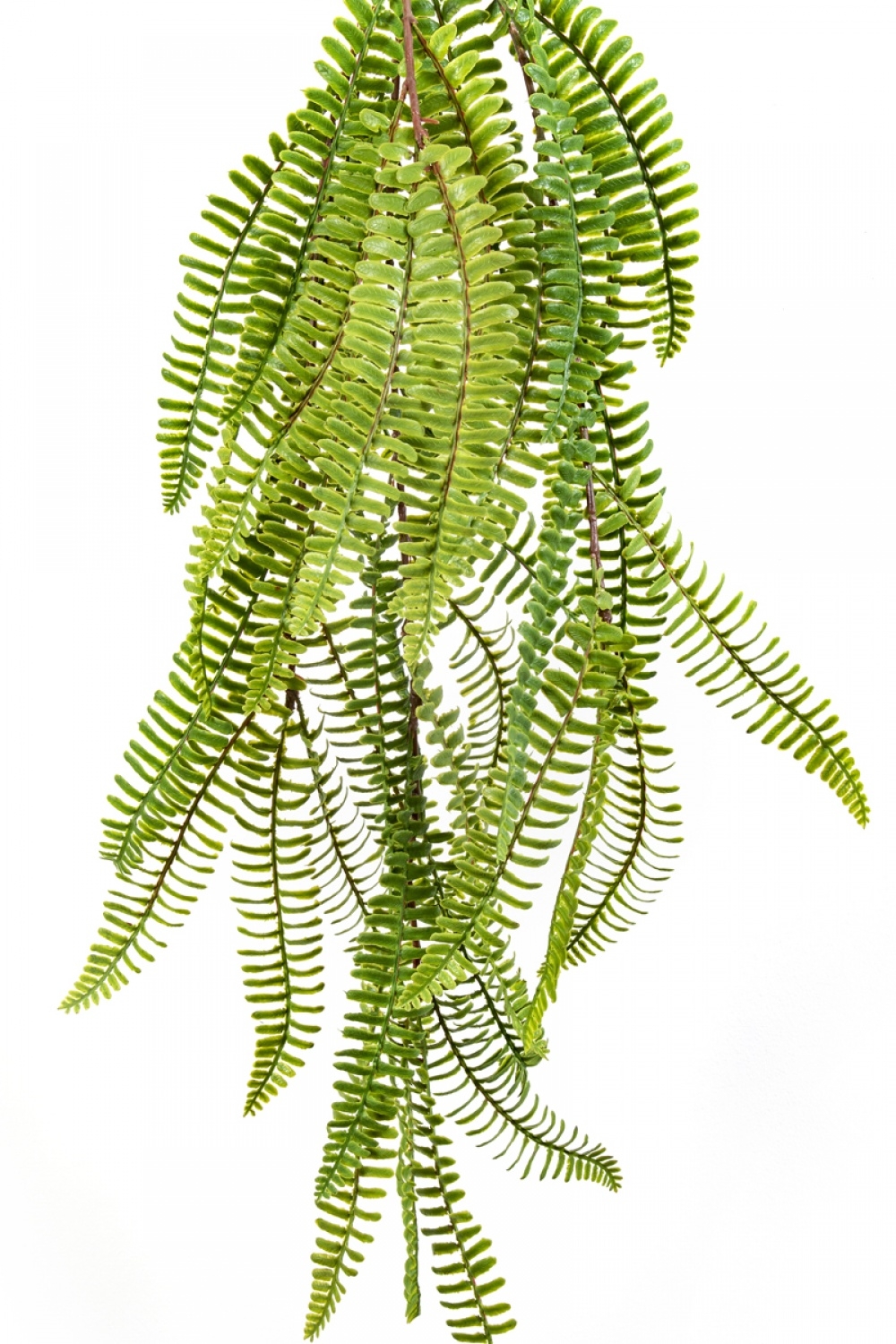 WILD BOSTON HANGING BUSH 60 cm