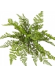 WOOD FERN 30 cm