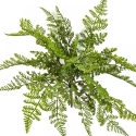 WOOD FERN 30 cm