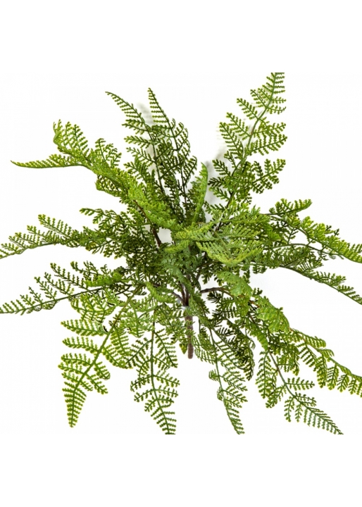 WOOD FERN 30 cm