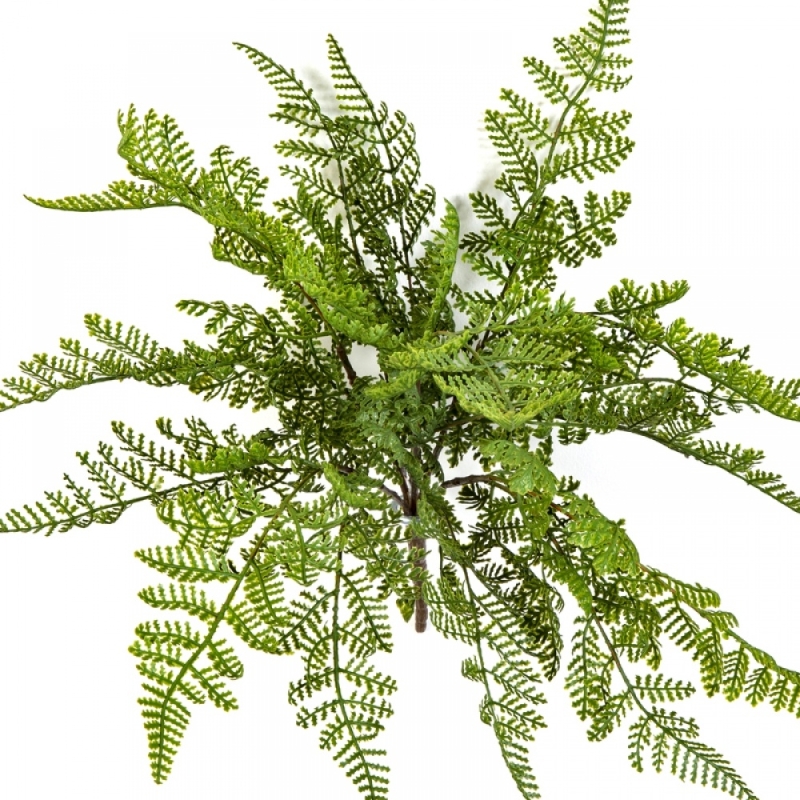 WOOD FERN 30 cm