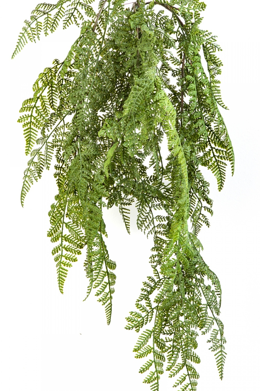 WOOD FERN HANGING BUSH 60 cm