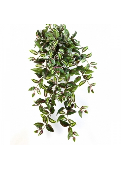 Wandering Jew Hanging Bush x 12 70-95 cm