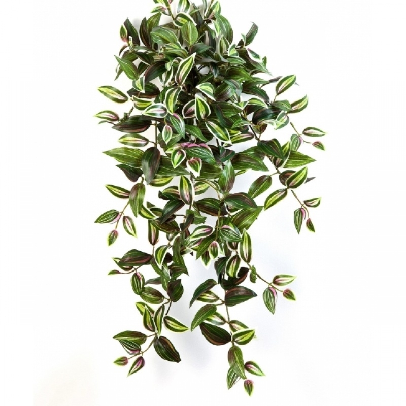 Wandering Jew Hanging Bush x 12 70-95 cm