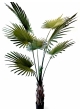 Washingtonia Tree 200 cm