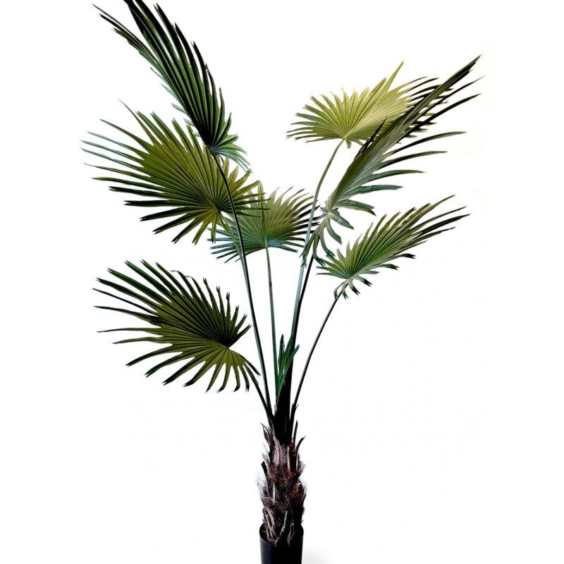 Washingtonia Tree 200 cm