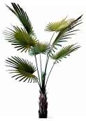 Washingtonia Tree 200 cm