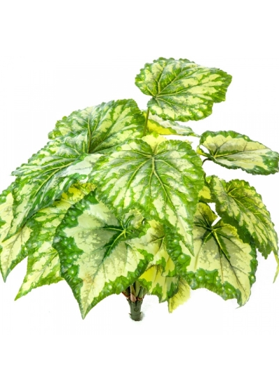 Wax Begonia Bush x 7 34 cm