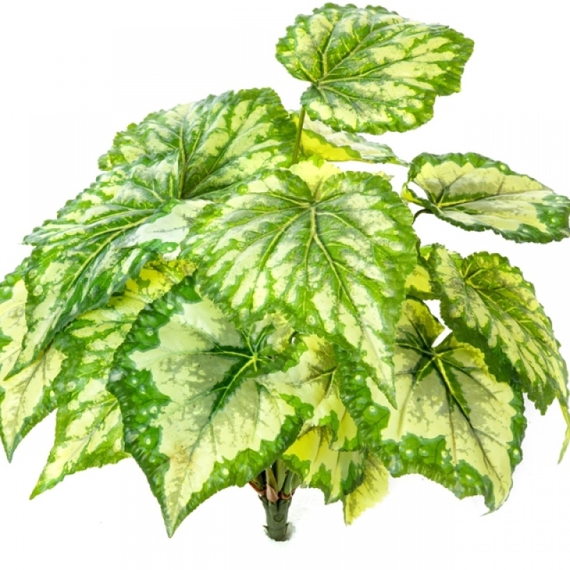 Wax Begonia Bush x 7 34 cm