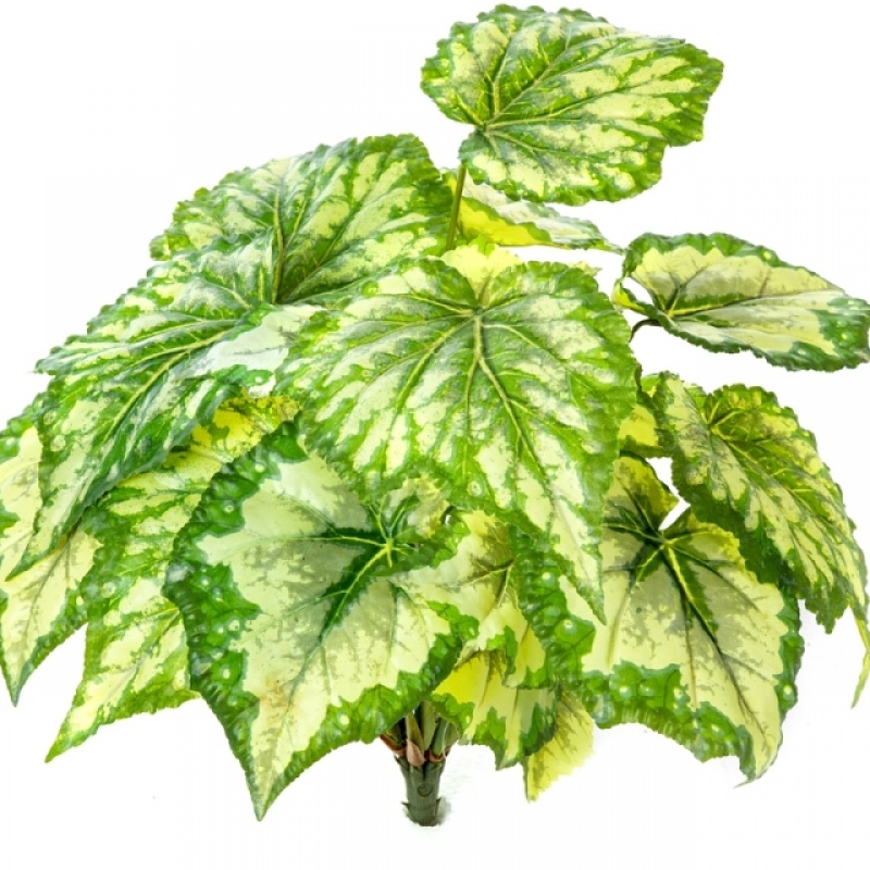 Wax Begonia Bush x 7 34 cm