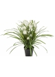 Wild Orchid White w/pot 85 cm