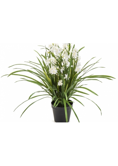 Wild Orchid White w/pot 85 cm