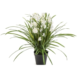 Wild Orchid White w/pot 85 cm