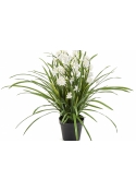 Wild Orchid White w/pot 85 cm