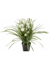 Wild Orchid White w/pot 85 cm