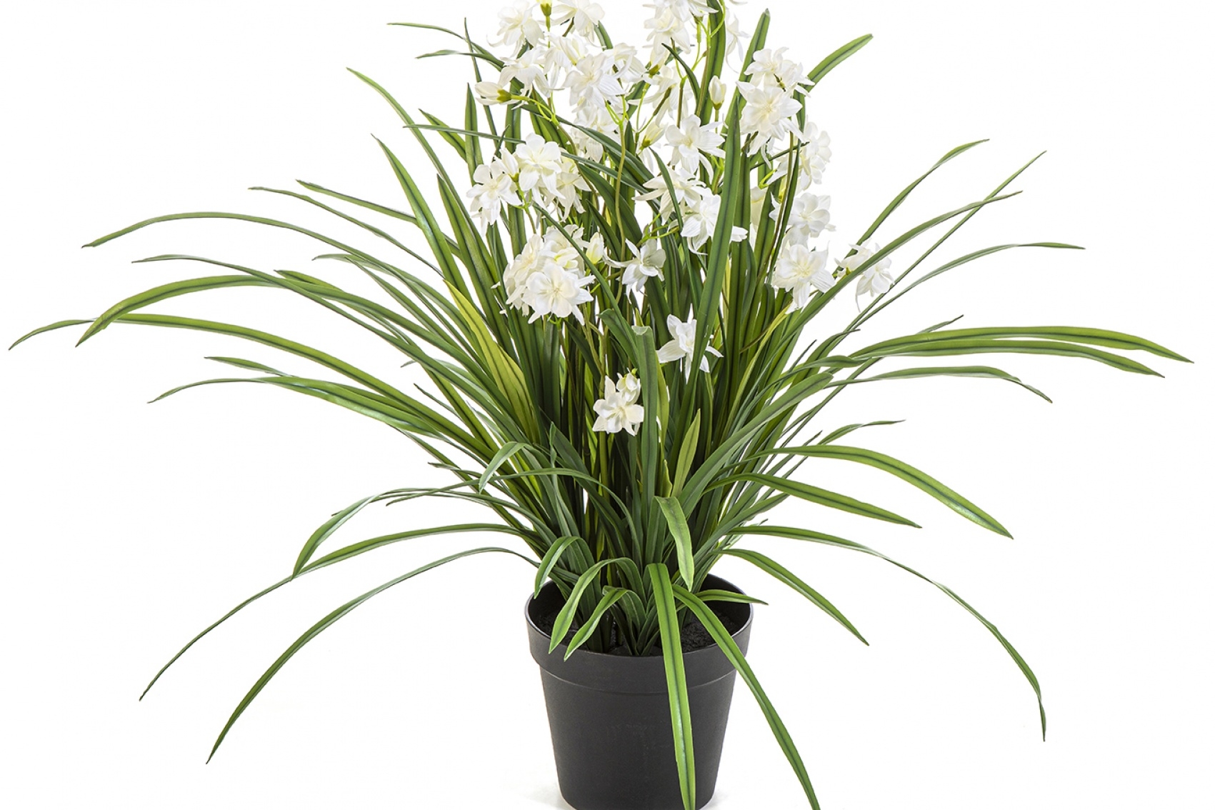 Wild Orchid White w/pot 85 cm