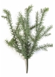 Wild Rosemary Bush - UV 60 cm