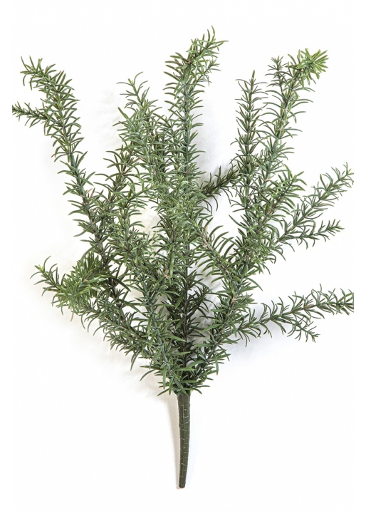 Wild Rosemary Bush - UV 60 cm