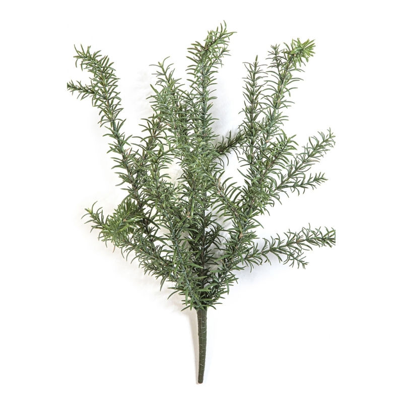 Wild Rosemary Bush - UV 60 cm