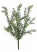 Wild Rosemary Bush - UV 60 cm