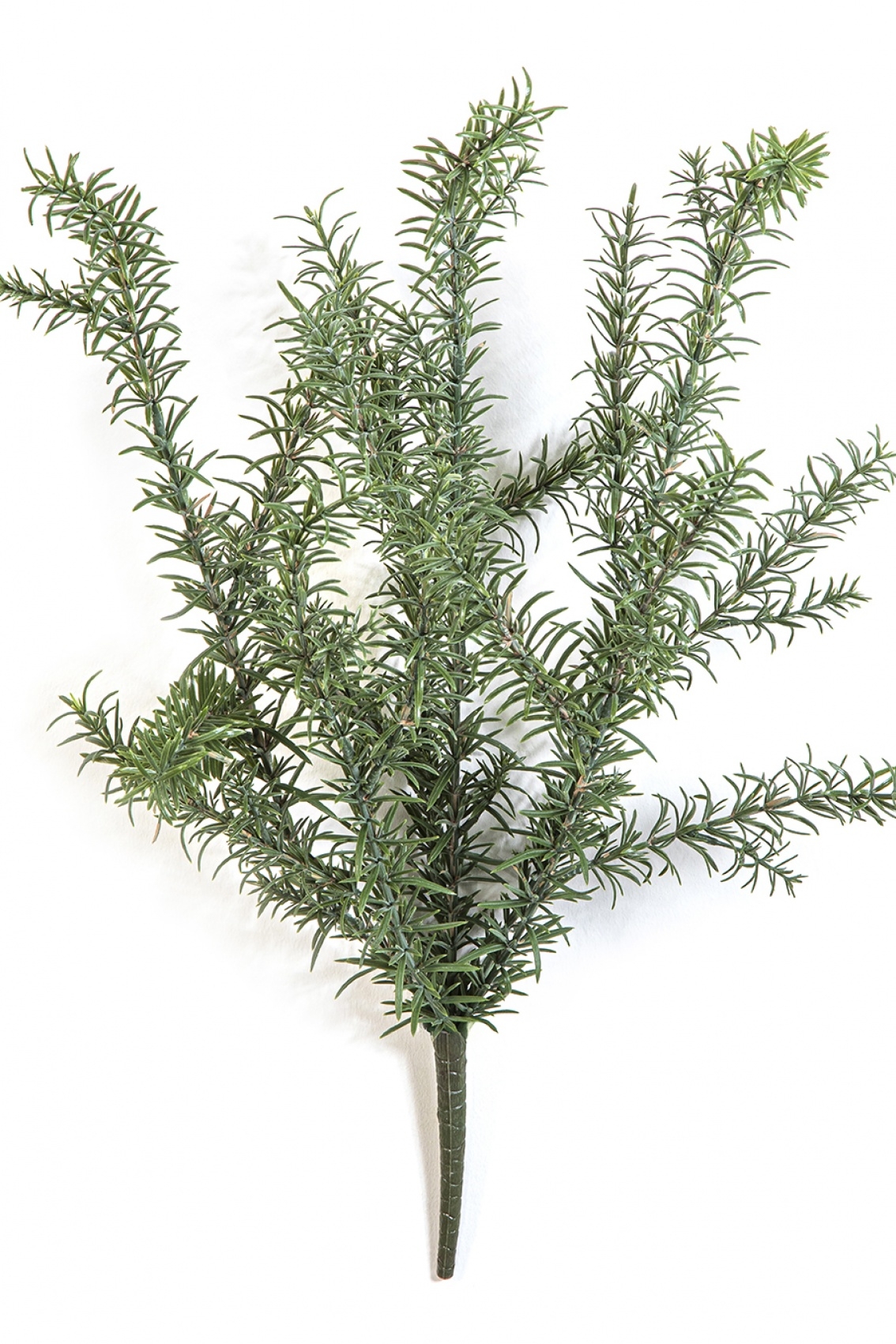 Wild Rosemary Bush - UV 60 cm
