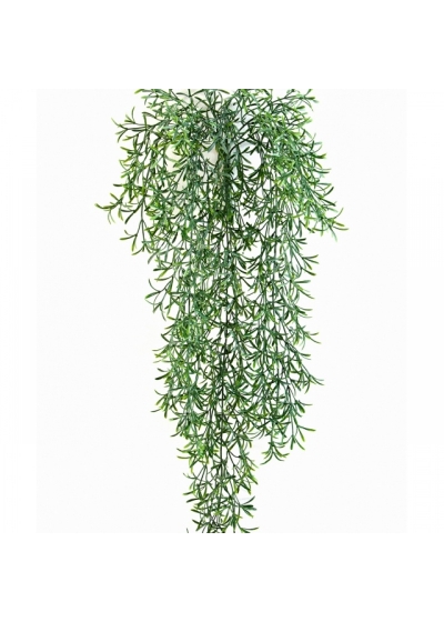 Wild Springeri Hanging Bush 70 cm