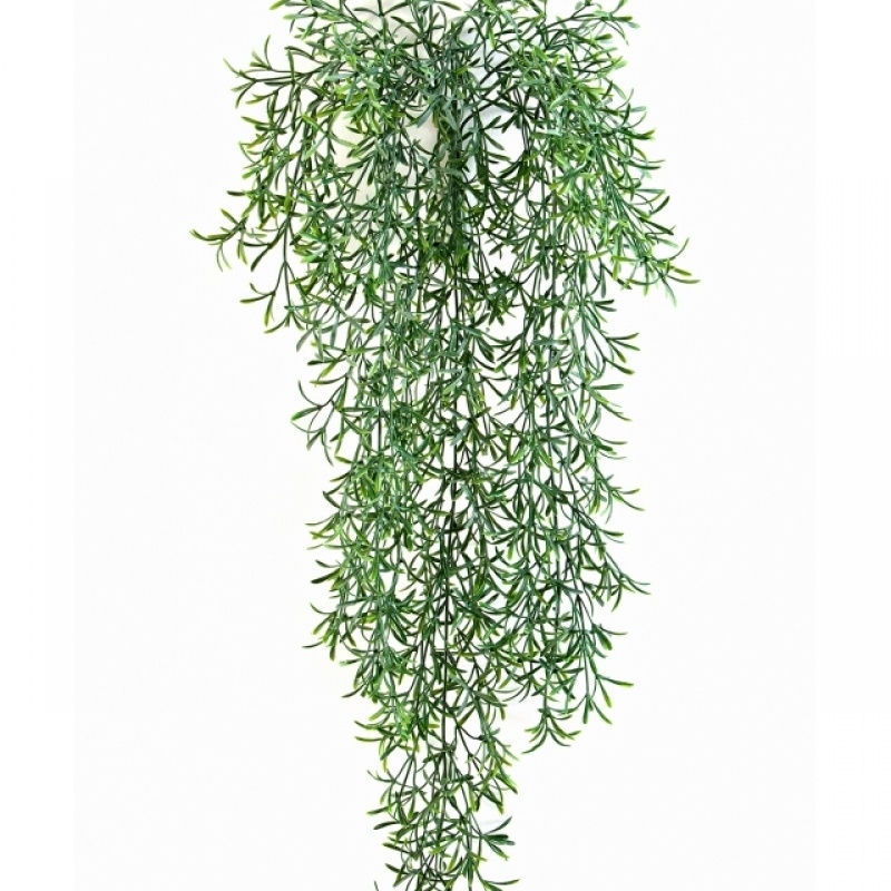 Wild Springeri Hanging Bush 70 cm