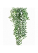 Wild Springeri Hanging Bush 70 cm