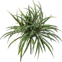 Woodrush Grass Bunch -UV 36 cm