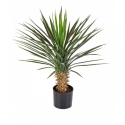 Yucca Rostrata Head 82 cm