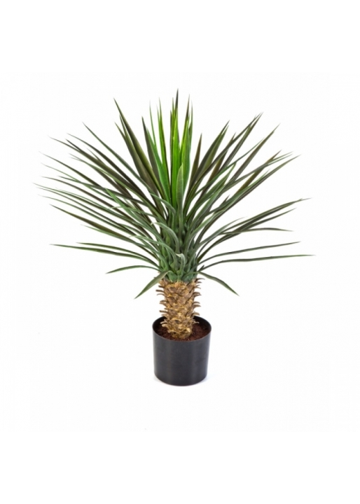 Yucca Rostrata Head 82 cm