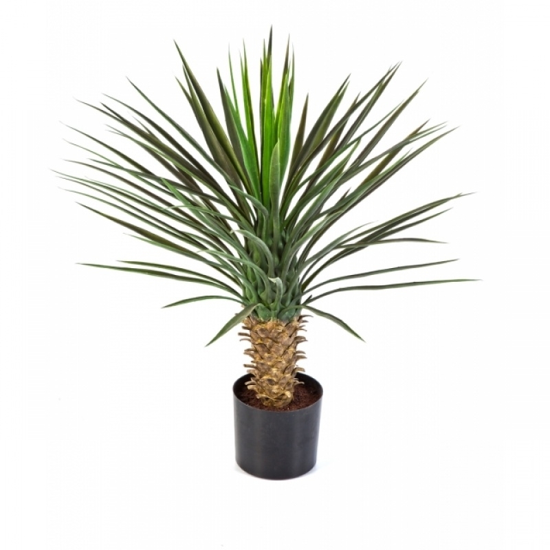 Yucca Rostrata Head 82 cm