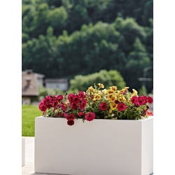 Vaso Schio Cassa Maxi