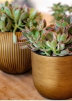 Vaso Capi Lux Retro Ball Planter