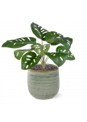 Monstera Adonsonii artificiel bouquet 30cm