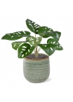 Monstera Adonsonii artificiel bouquet 30cm