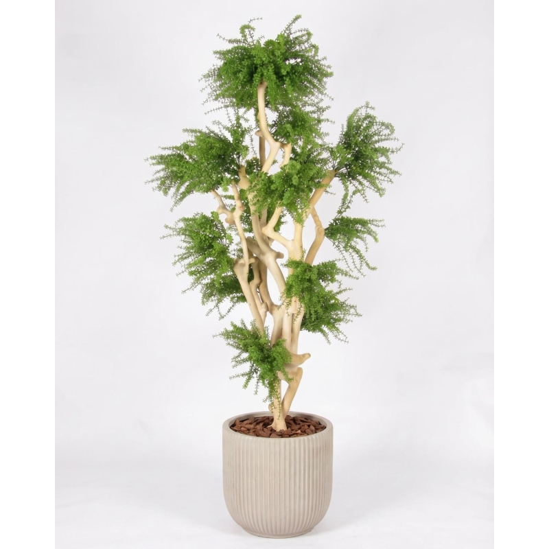 Abelia Seminaturale • Verde • Tronco Japan • UVR • H. 185 cm