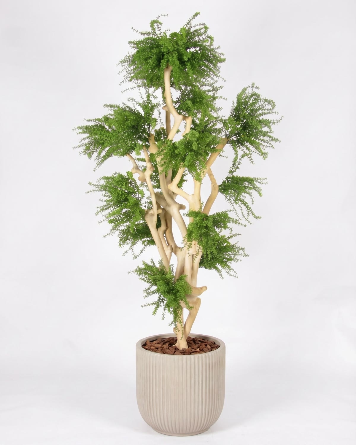 Abelia Seminaturale • Verde • Tronco Japan • UVR • H. 185 cm