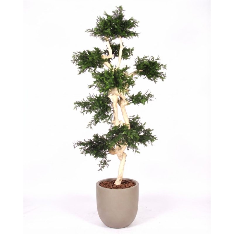 Acacia Seminaturale • Verde • Tronco Japan • UVR • H. cm 185